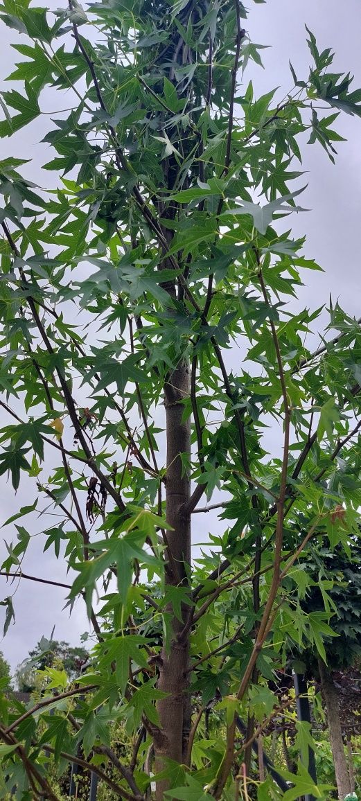 Ambrowiec amerykański 'Slender Silhouette' / Liquidambar styraciflua