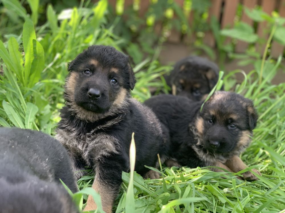 Щенки Німецької вівчарки!!