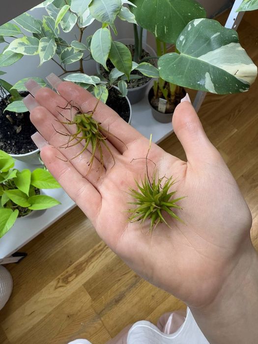 Тілландсія ілнант атмосферна тилландсия рослини вазон