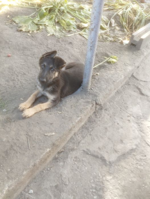Продам щенка немецкой овчарки