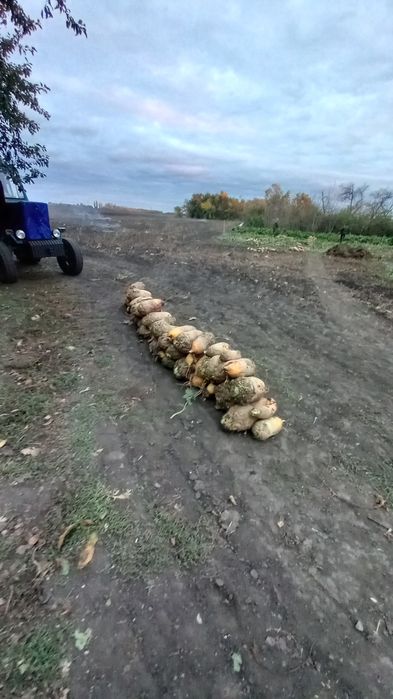 Продам кормовий буряк