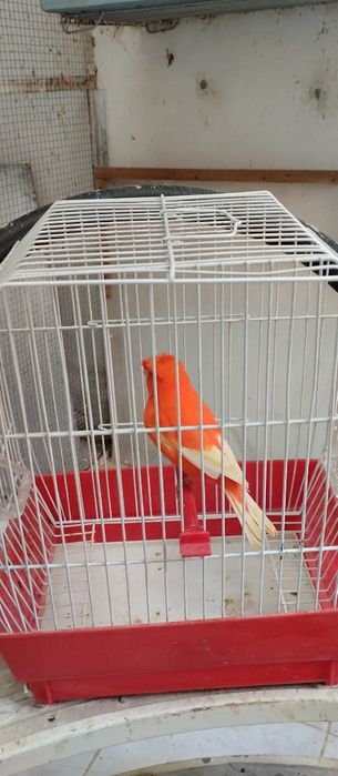 Canários Ágatas vermelhos e vermelhos.