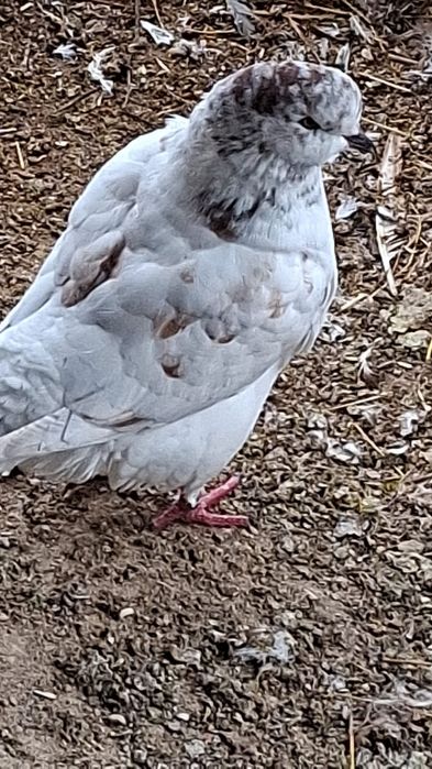 Pombos raça show King para venda