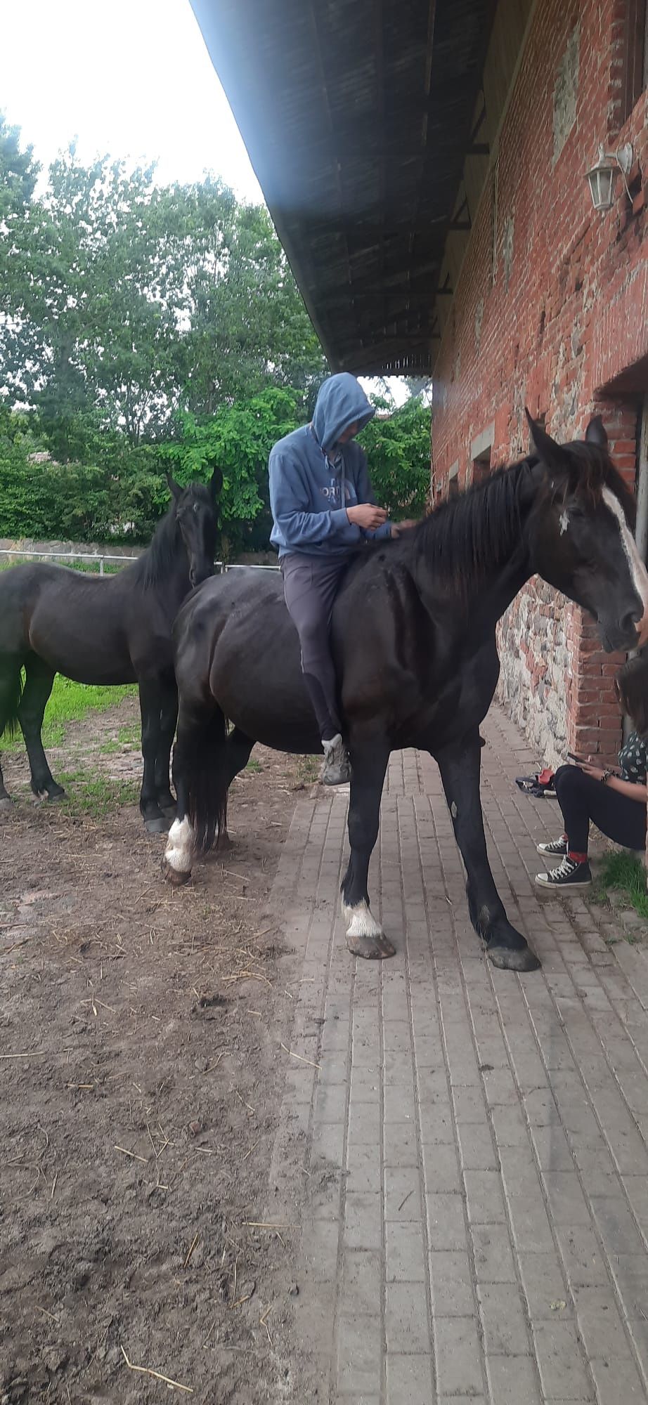 Sprzedam klacz Śląska