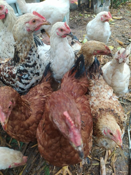 Frangos do campo,  Galos