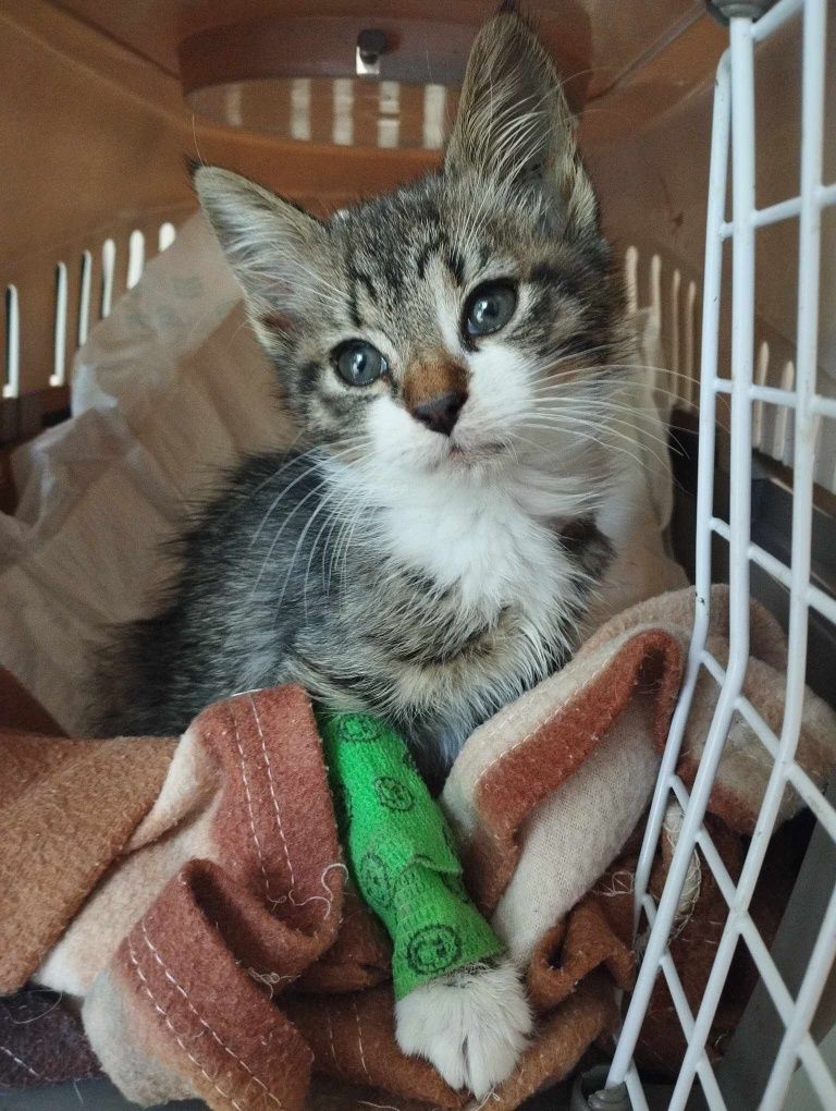 Toby - 3 miesięczny kocurek szuka domu!