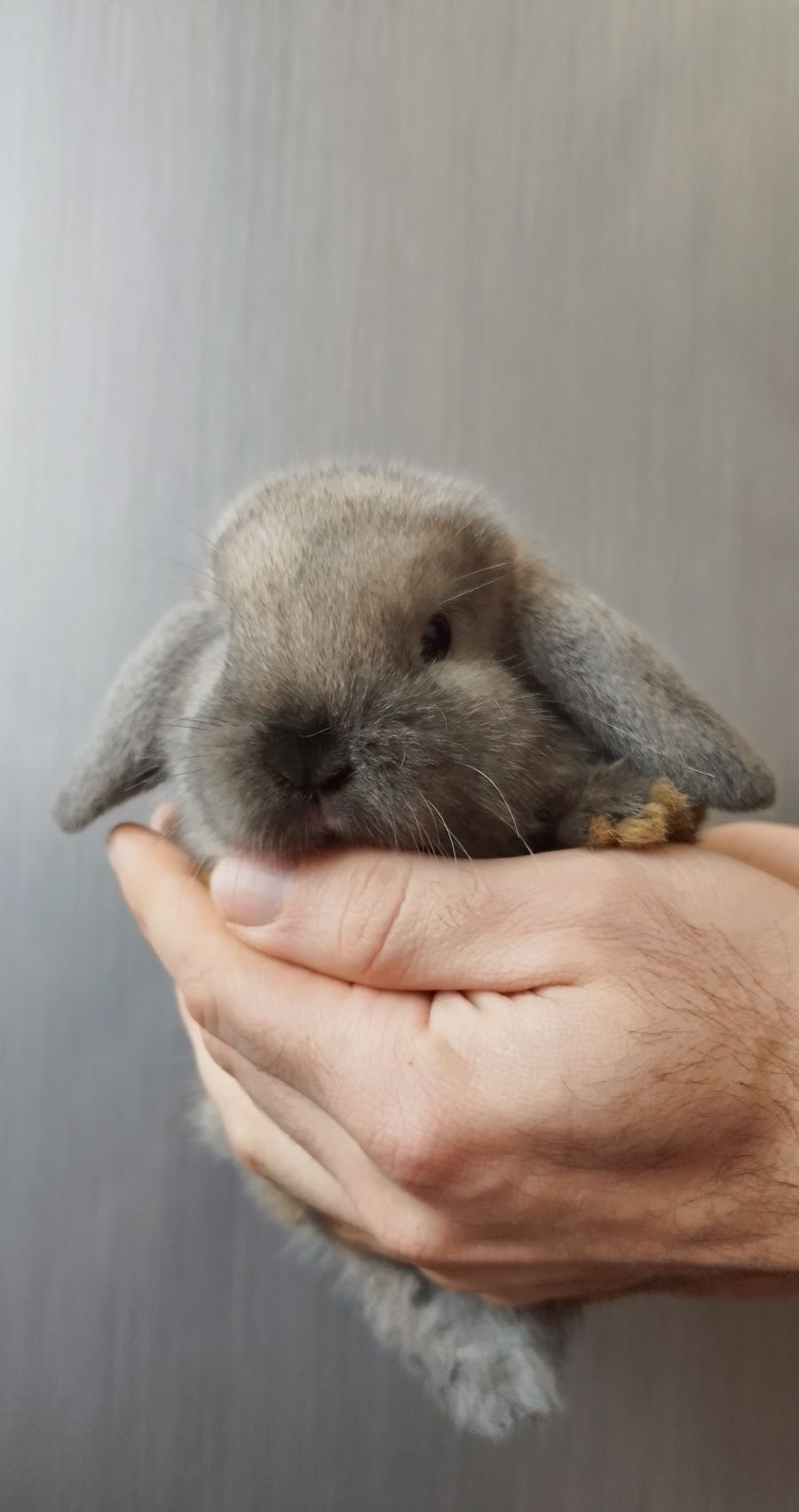 Króloczek miniaturka mini lop hodowla (najlepsza cena)