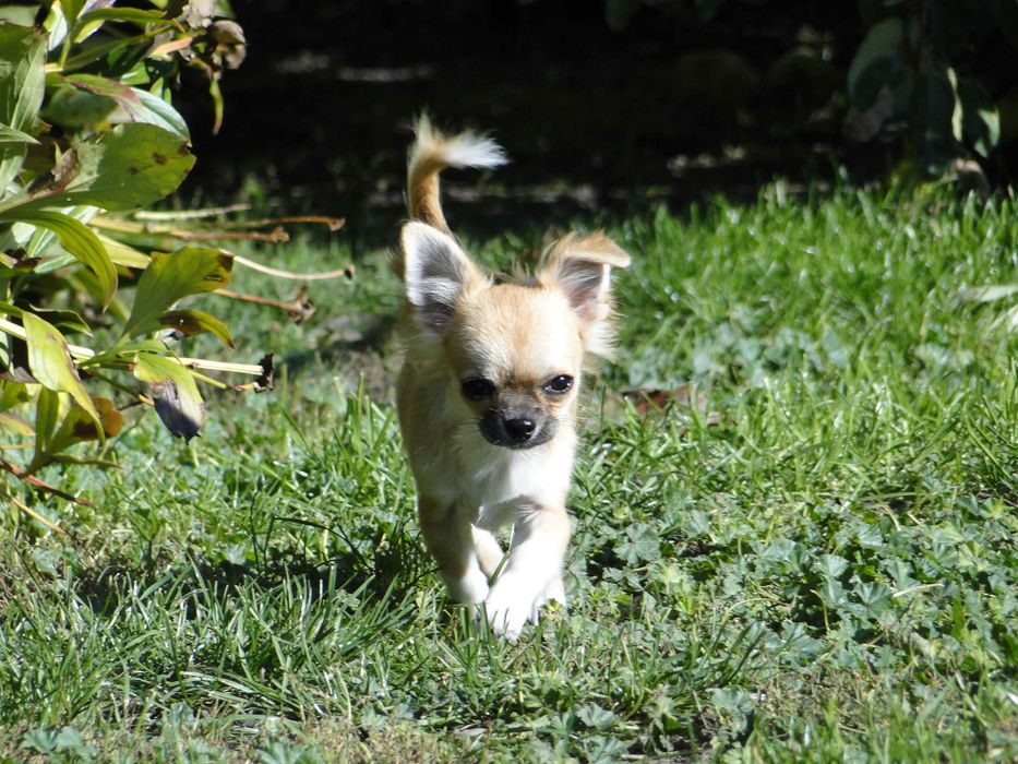 Słodki piesek długowłosy - Chihuahua - ZKwP/FCI