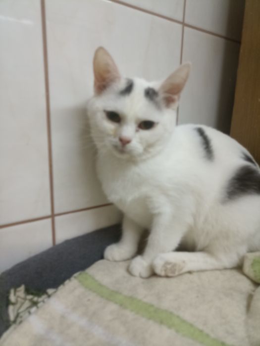 4 miesięczna kotka szuka domu niewychodzącego