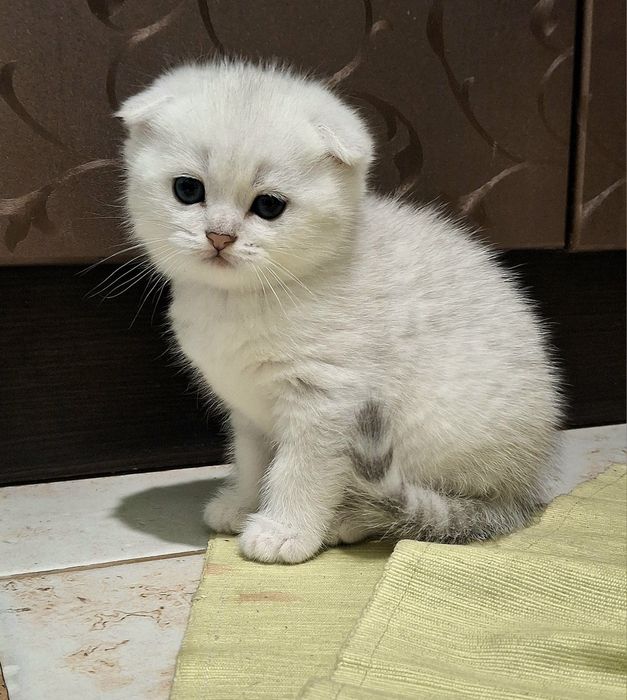 Серебристая шиншилла