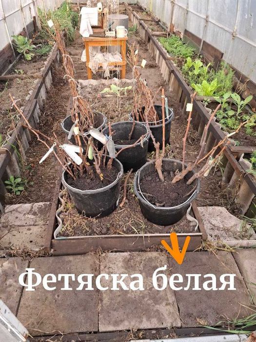 Черенки и саженцы винограда