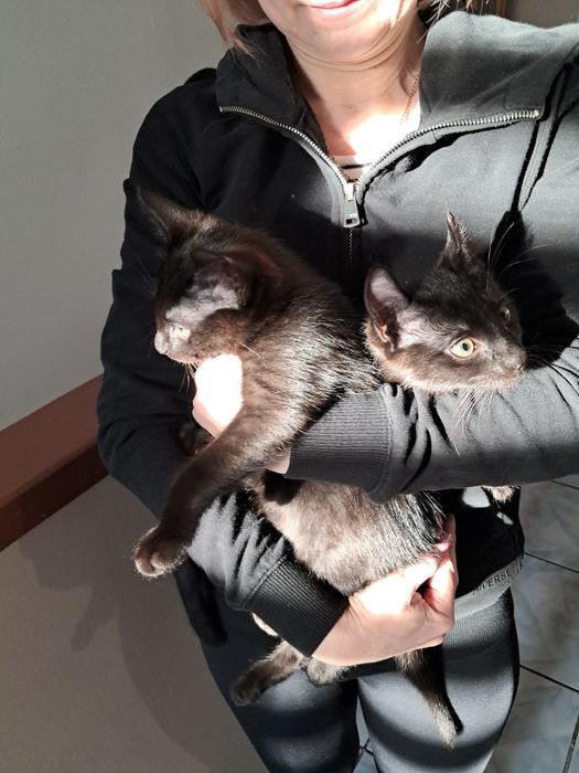 Kocięta dwu miesięczne