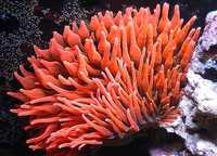 UKWIAŁ MORSKI Entacmaea quadricolor red Akwarium morskie WYSYŁKA