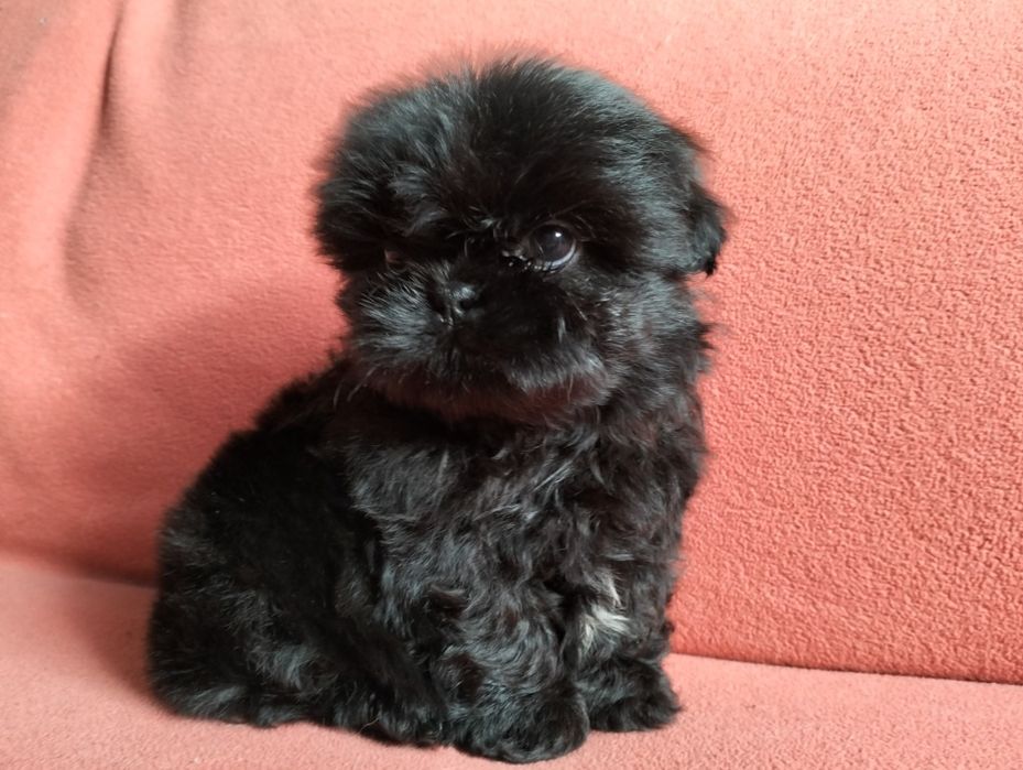Piękna suczka  shih -tzu MINI cZARNA z rodowodem!