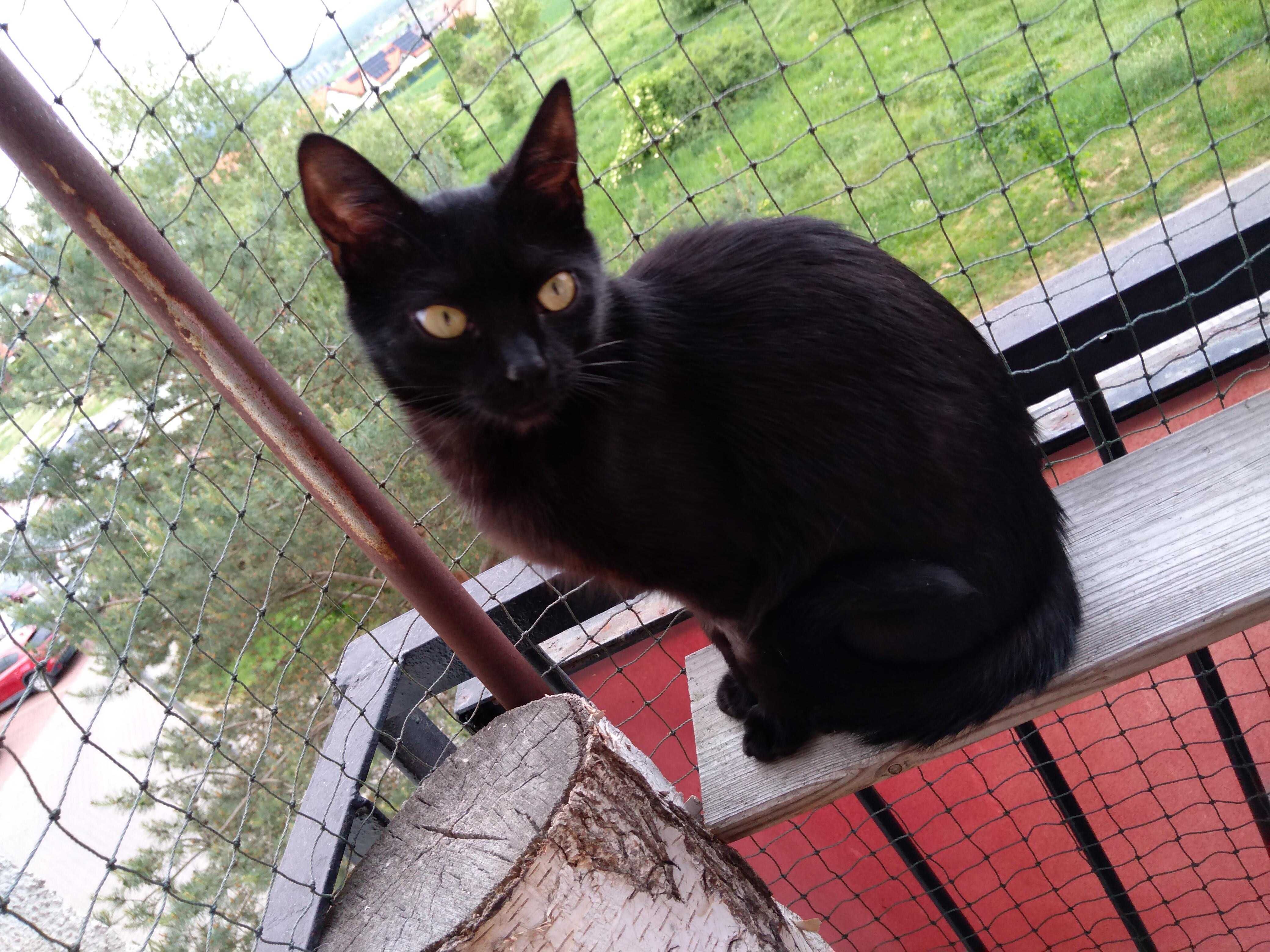 czarna koteczka szuka domu