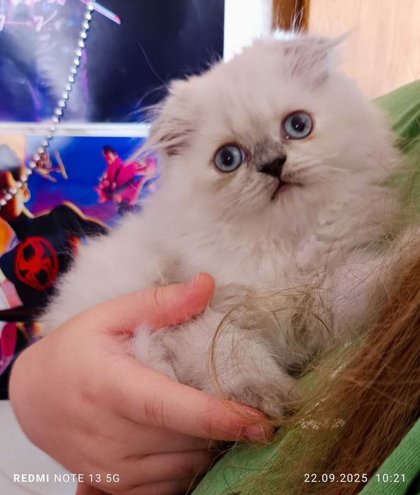 Розкішна  шотландська дівчинка, ,котята