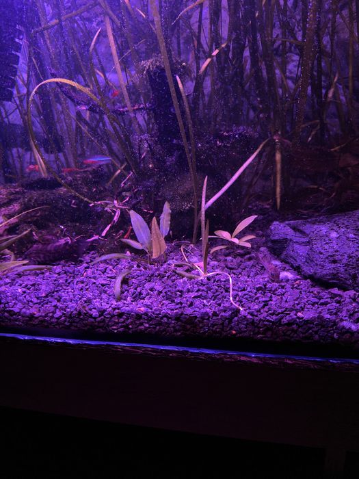 Akwarium 120 litrów - pełny zestaw z życiem i całym wyposażeniem