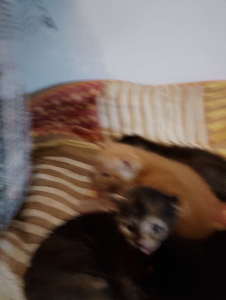 Gatinhos com um mes para doar