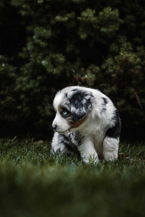 Kenzo Z Bratkowej Ohany  FCI Miniaturowy Owczarek Amerykański