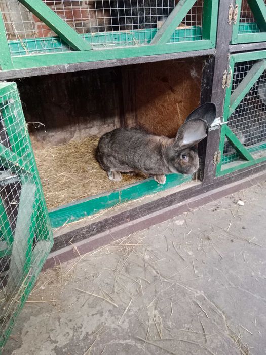 Sprzedam samce Olbrzym belgijski szary z rodowodem