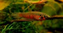 Bojownik-Betta Rubra