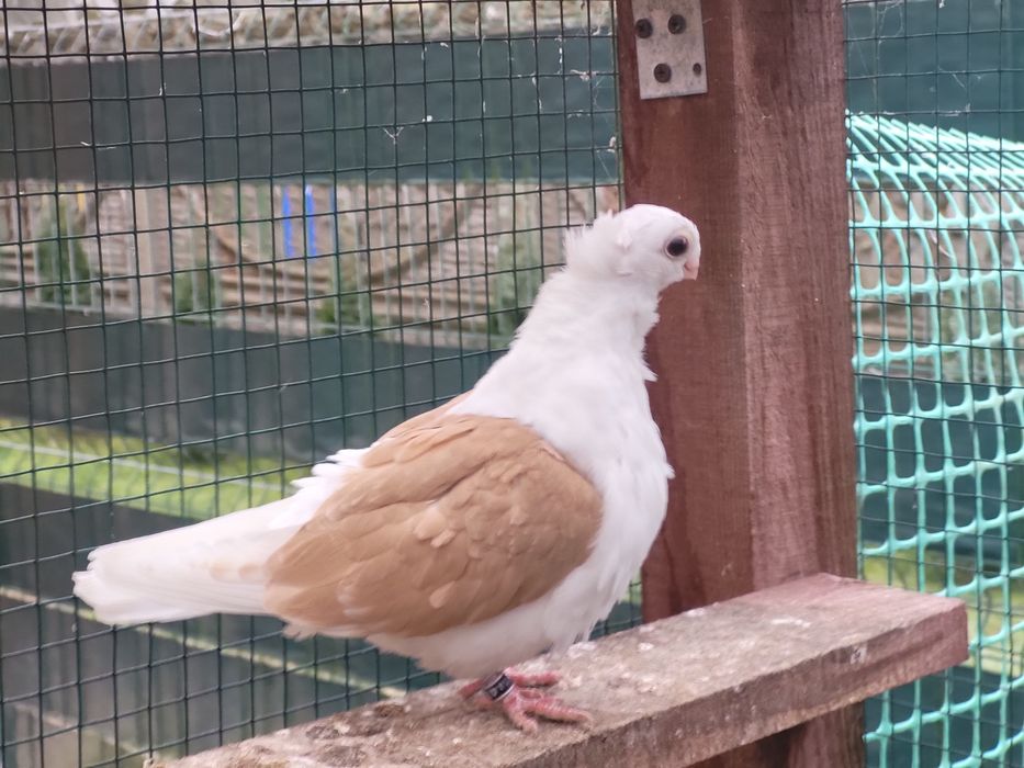 Mewka Polska 2025rok