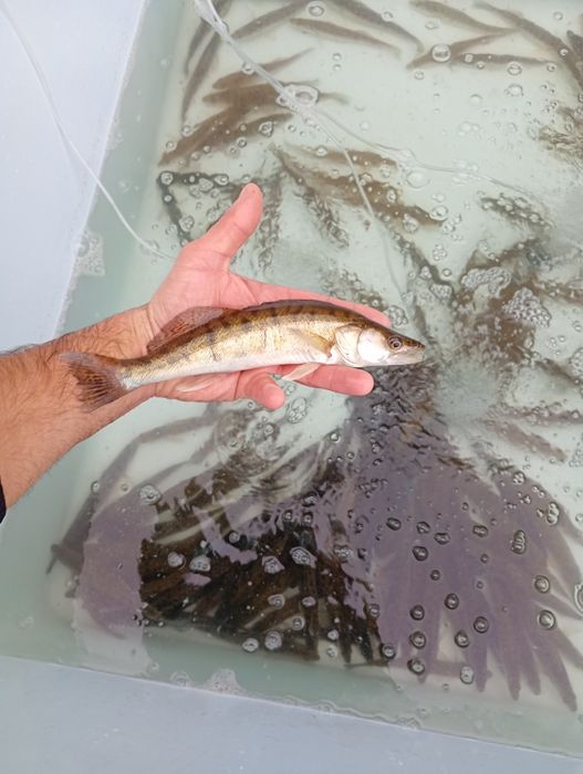 Leszcz 30 cm . Sandacz , Miętus , Szczupak .