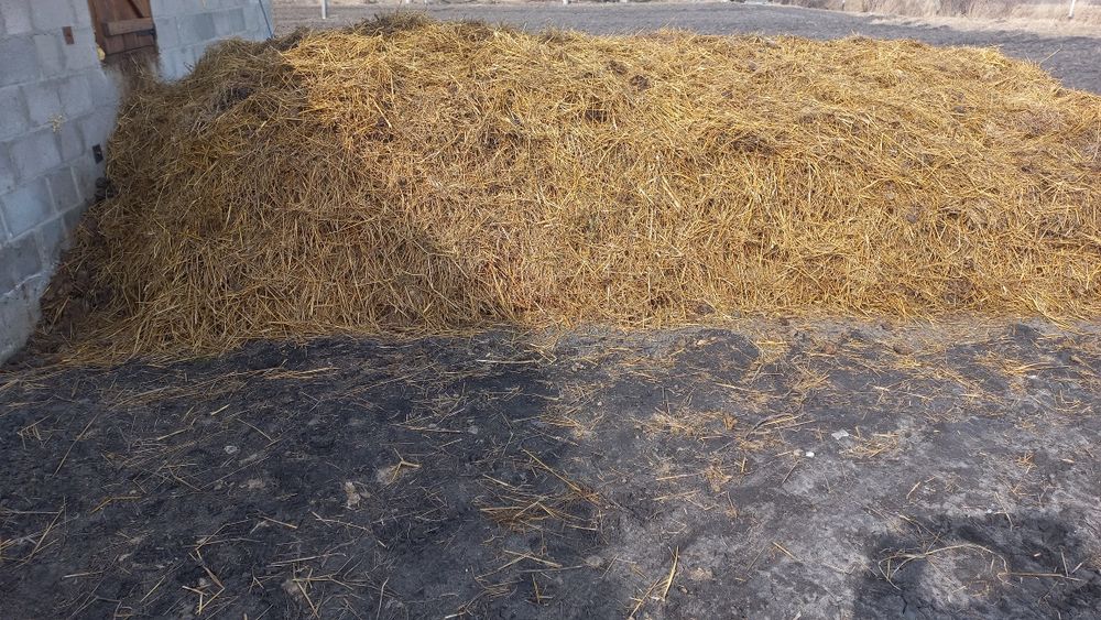 гній коровячий та свиний.доставка