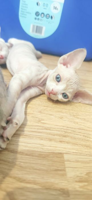 Котята канадского сфинкса