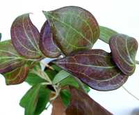 Hoya hellwigiana big leaves , hoja różne gatunki