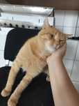 Kotek Kazik poleca się do adopcji