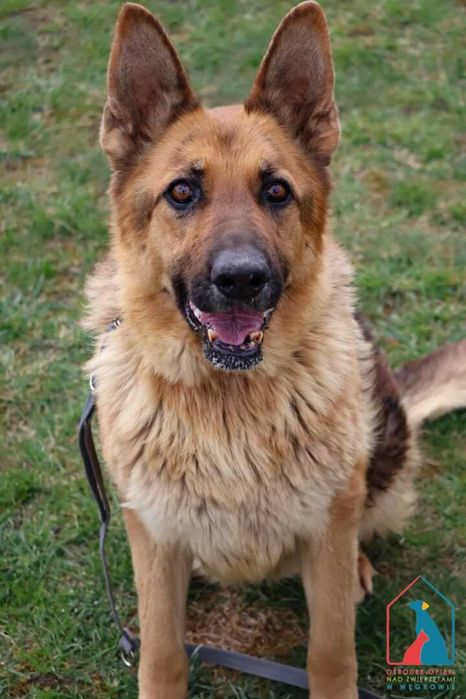 Piękna sunia owczarka niem. - spokojna, łagodna, delikatna - adoptuj