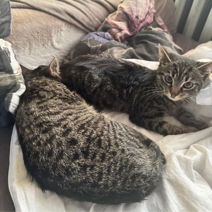 Shrek i Fiona. Cudowny dwupak do adopcji