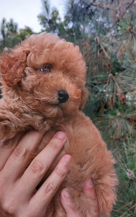 Продаються элитные малыши Мальтипу f2