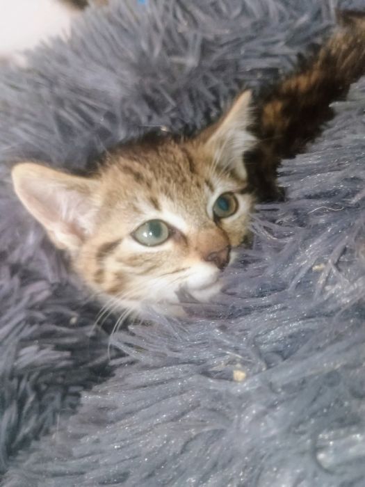 Szukamy dobrych domków