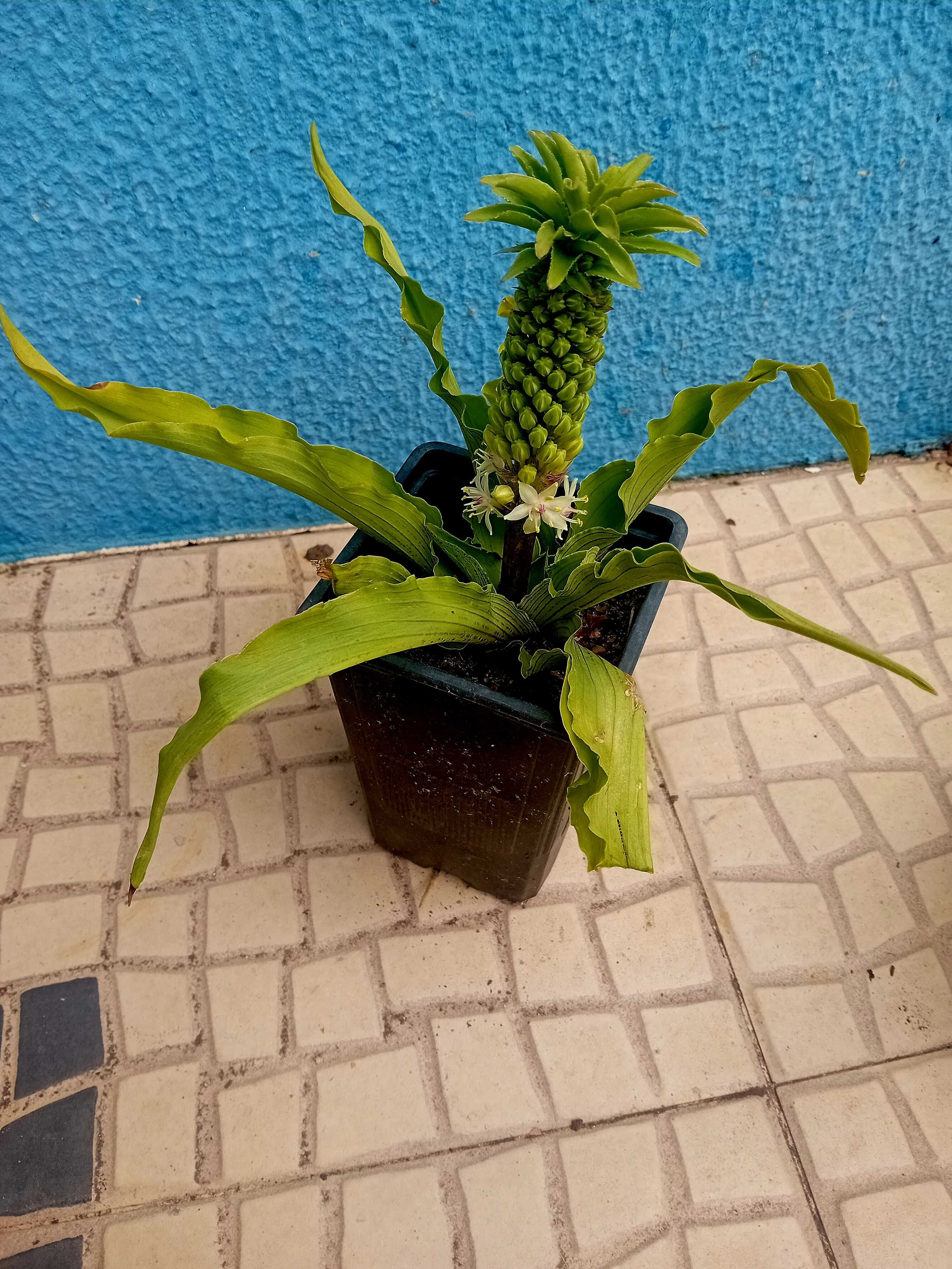 Planta Eucomis da flor ananás