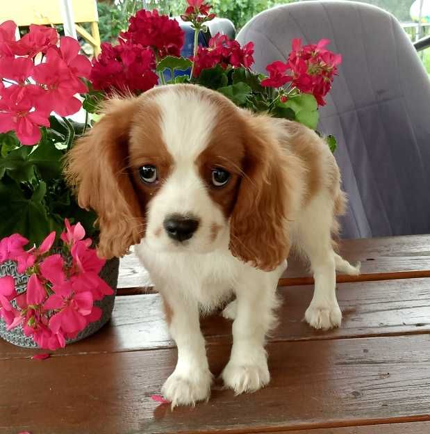 Cavalier King Charles Spaniel