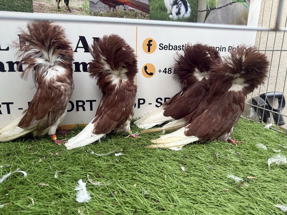 Gołębie. Perukarz. Perukarze. Możliwy transport