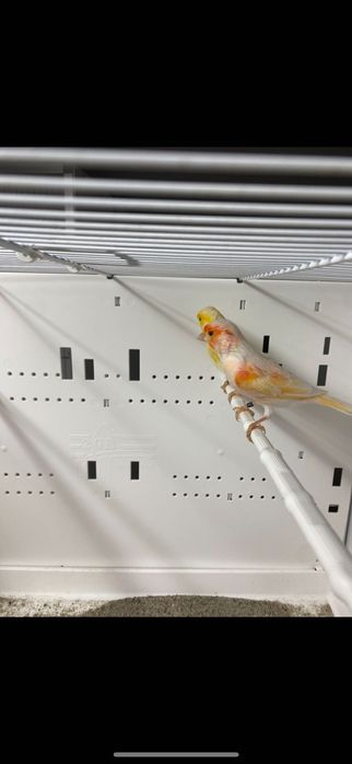 Kanarki mozajka czerwona