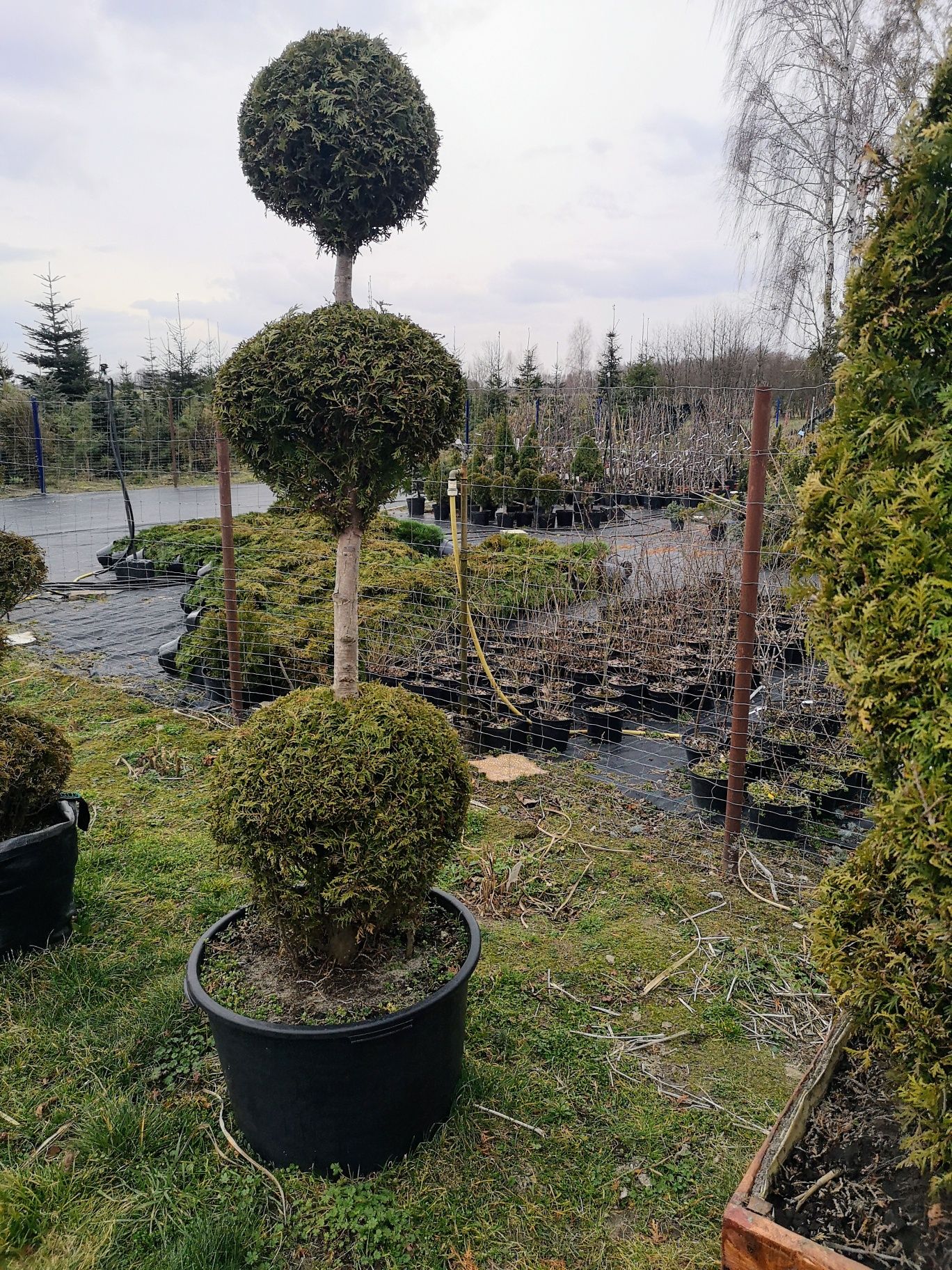 Bonsai różne wielkości, wysokości