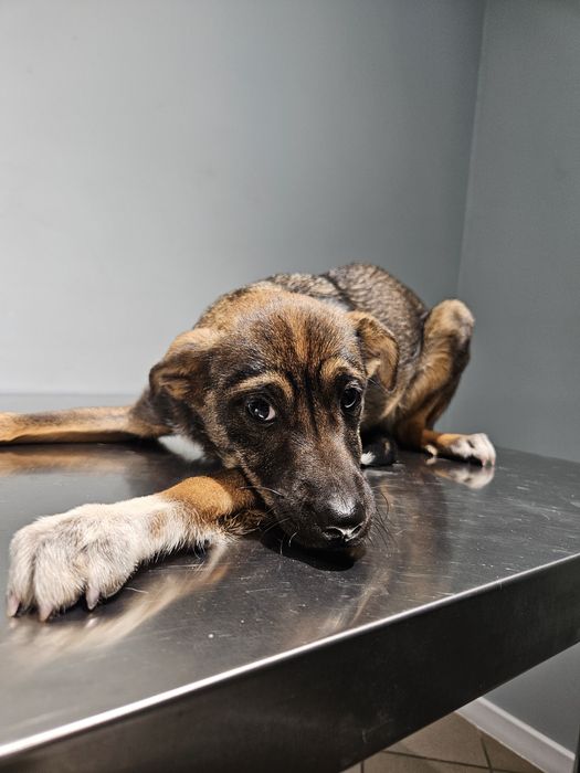 Półroczny szczeniak do adopcji