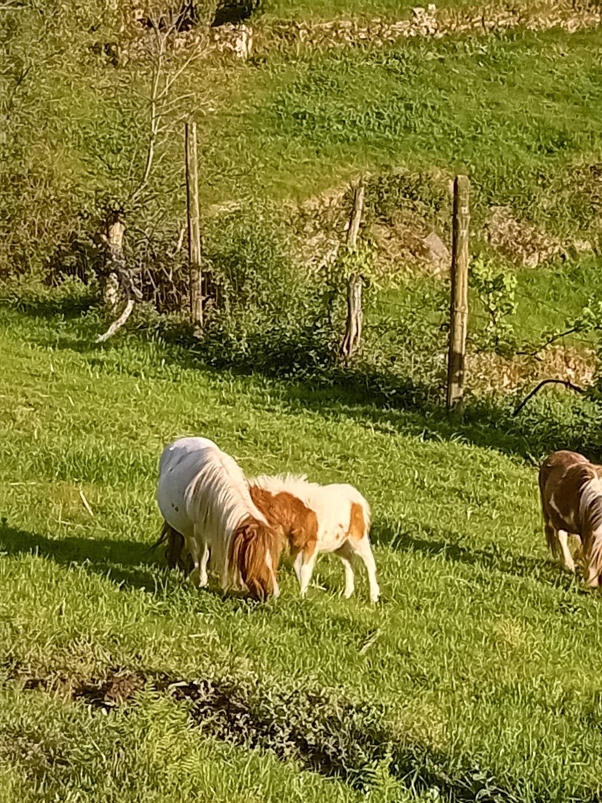 Ponei de cor branco e castanho