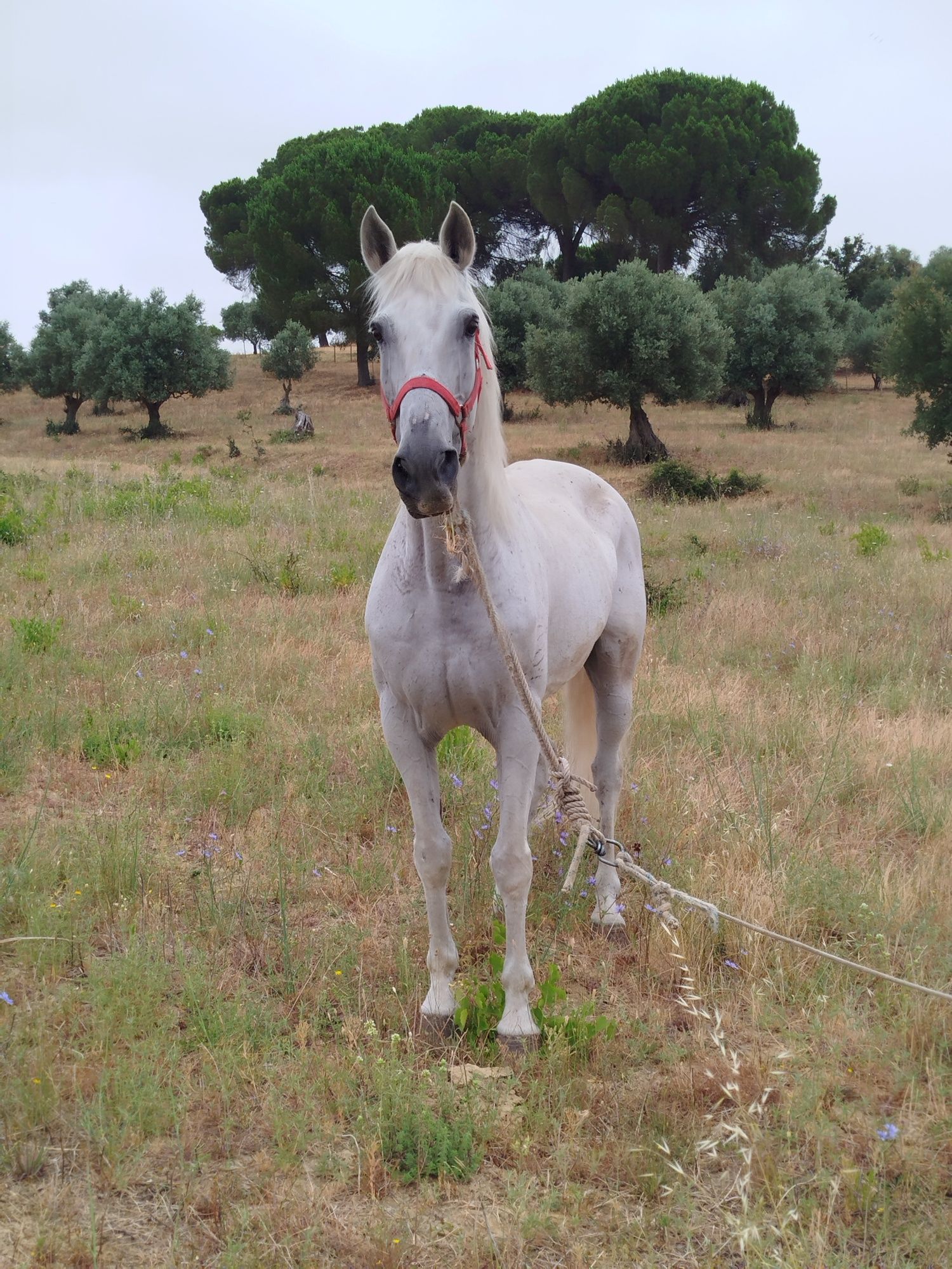 Segue para venda cavalo russa capado