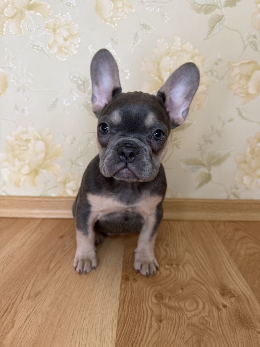Blue tan щенки французского бульдога/залишись неймовірно гарні дівчатк