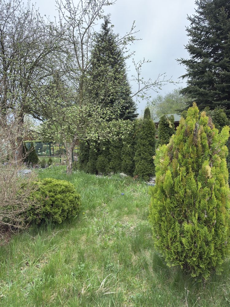 Działka na ROD „Tulipan” w radomsku