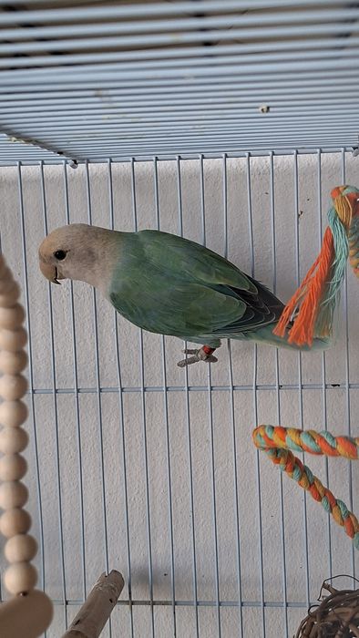 Agapornis Roseicollis Fêmea