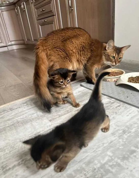 Котята породы Сомали - Сомалийская порода