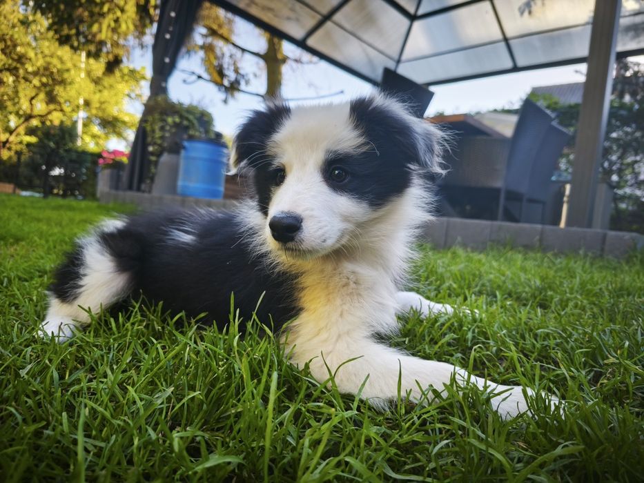 Border Collie Samiec Suczka