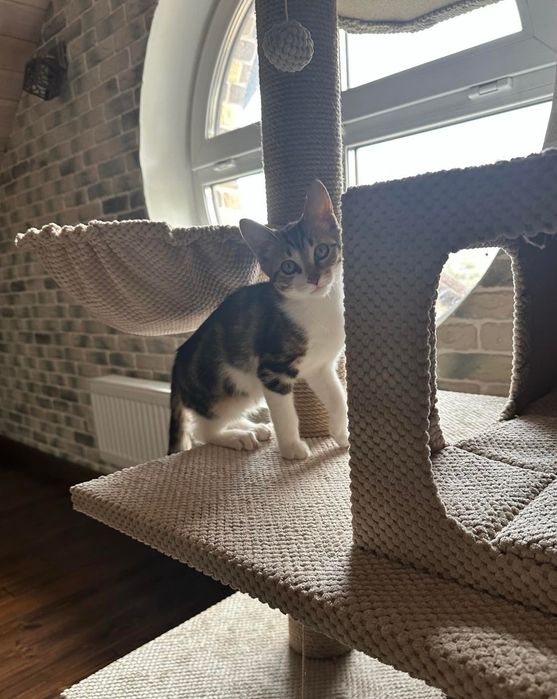 Отдам котёнка-мальчика