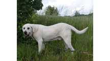 Bianco- łagodny LABRADOR- do domu z ogrodem